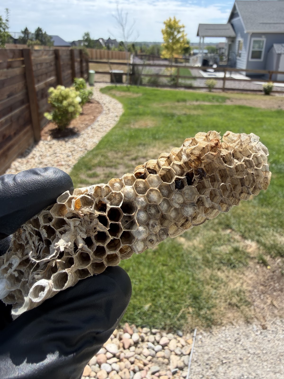 Prime Pest Solutions business photo - Pest Control in Longmont