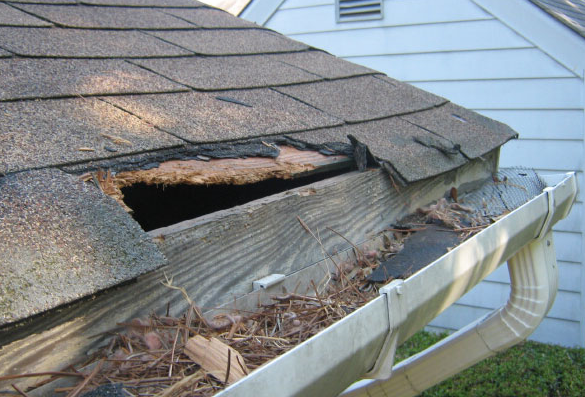 Pest Mafia business photo 2 - Pest Control in Longmont