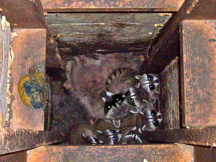 Pest Mafia business photo 3 - Pest Control in Longmont