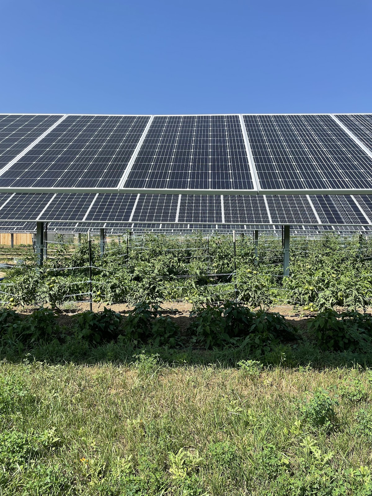 Jack's Solar Garden business photo 3 - Solar in Longmont